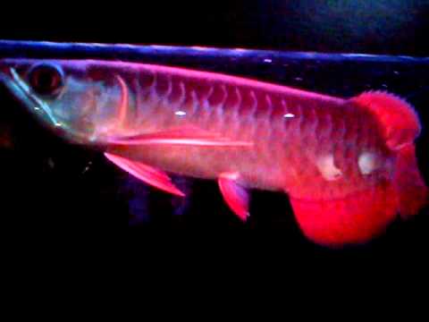 ikan arwana super red